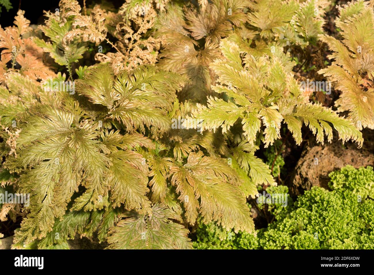Spikemoss (Selaginella vogelii) ist eine Gefäßpflanze, die im tropischen Afrika beheimatet ist. Stockfoto