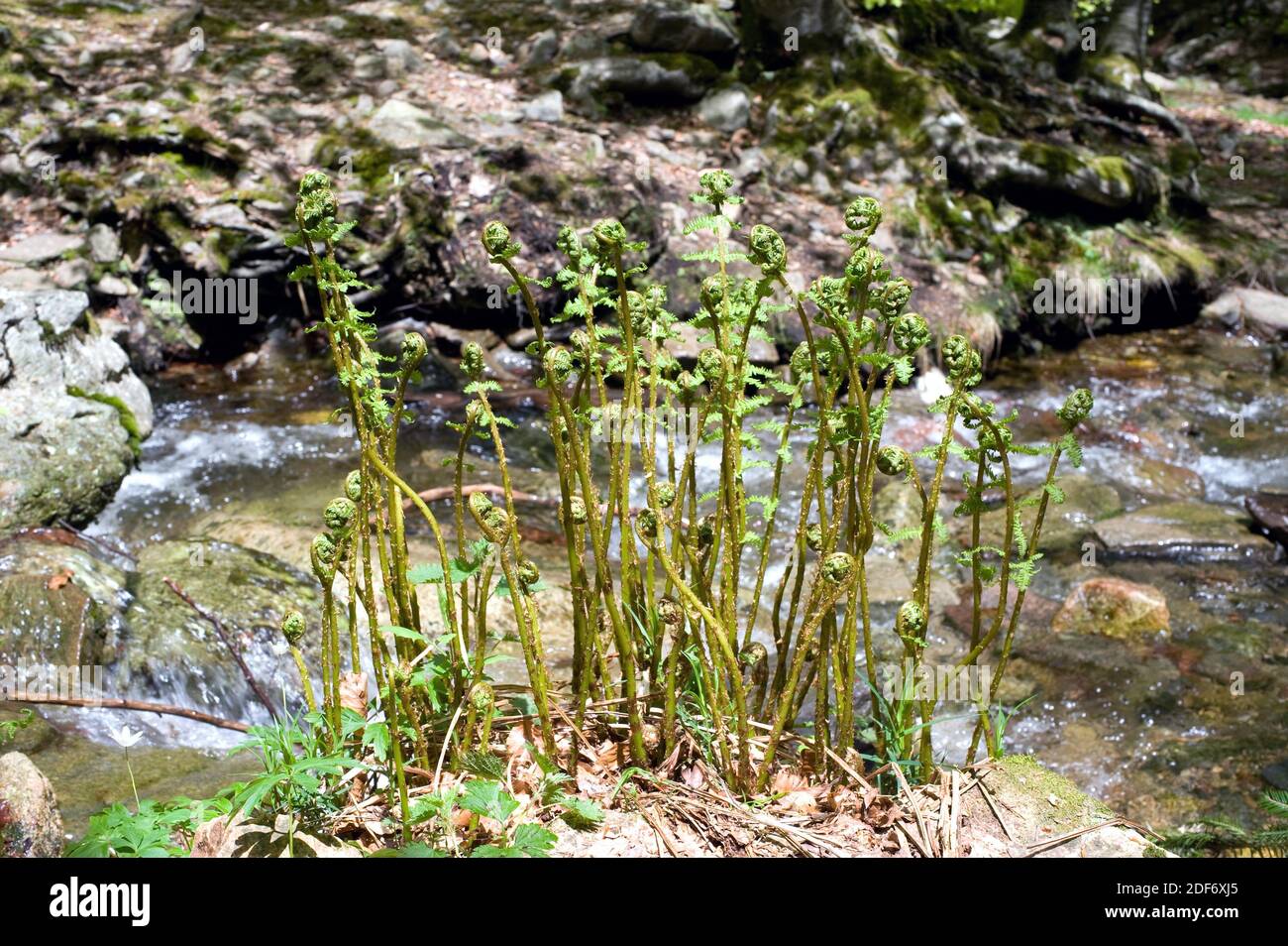 Gemeiner Braken (Pteridium aquilinum) ist ein Farn, der in den gemäßigten Rgionen der Welt beheimatet ist. Dieses Foto wurde im Biosphärenreservat Montseny in Barcelona aufgenommen Stockfoto