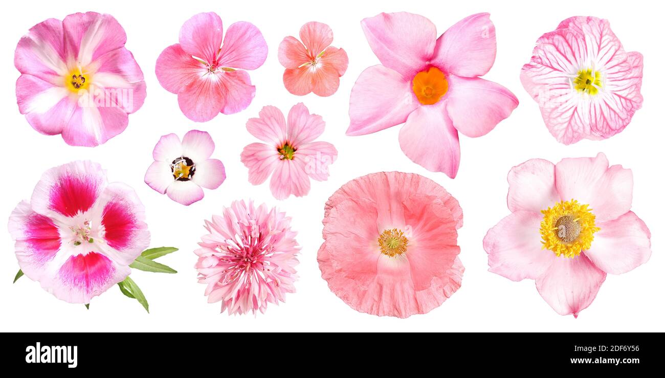 Gruppe von verschiedenen rosa Gartenblumen, isoliert Stockfoto