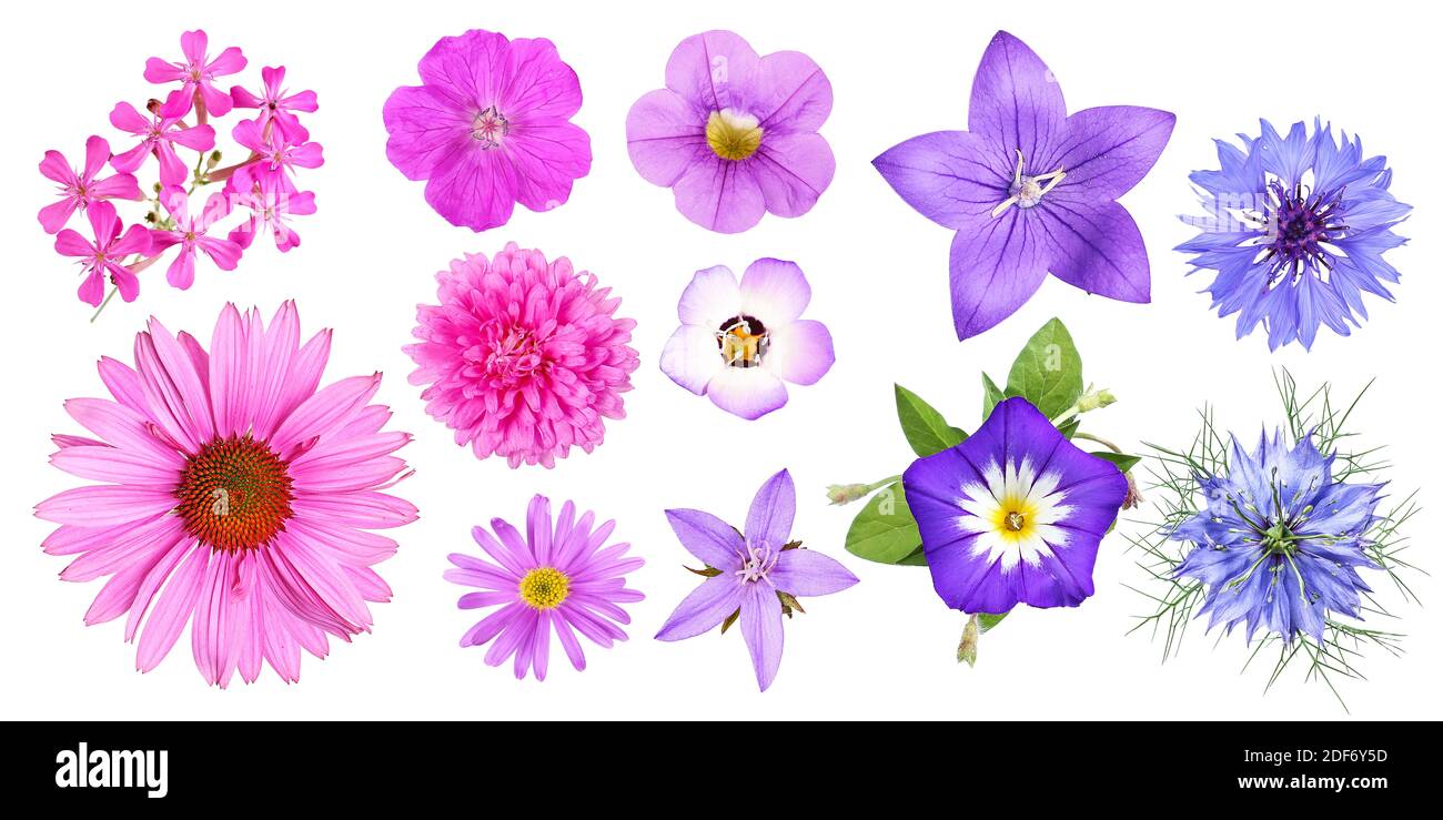 Gruppe von verschiedenen rosa, violetten und blauen Gartenblumen, isoliert Stockfoto