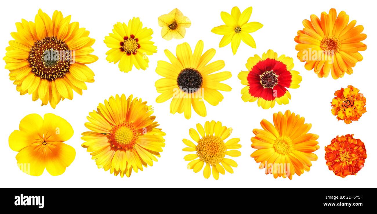 Gruppe von verschiedenen gelben und orangen Gartenblumen, isoliert Stockfoto