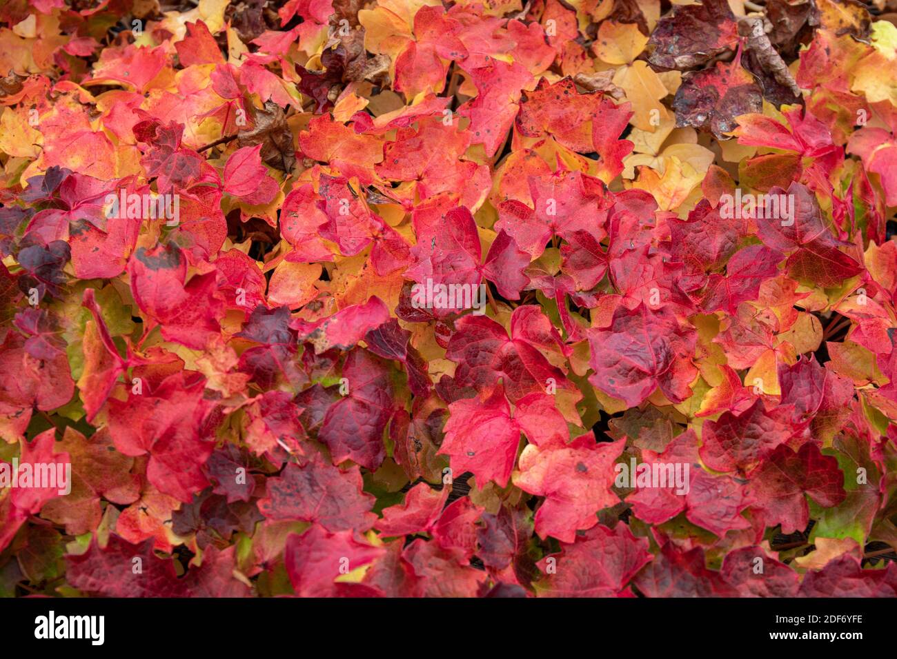 Herbstfarben von Parthenocissus tricuspidata allgemein bekannt als Boston Efeu, Traubeneifer, Japanischer Efeu, Japanischer Kriechgang und woodbine Stockfoto