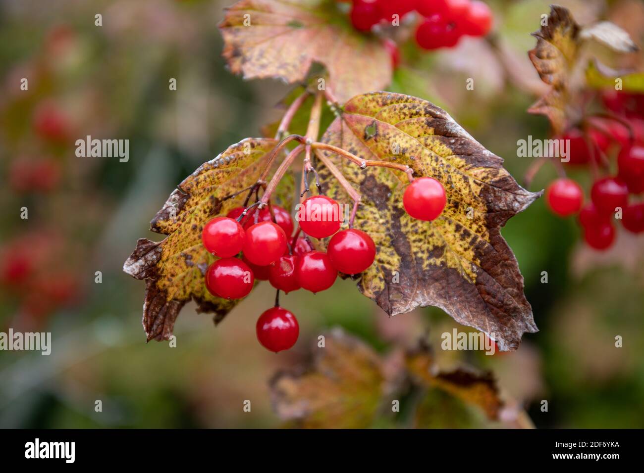 Rote Beeren von Viburnum opulus oder Wacholder Rose oder Wasser Holunder oder Cramp Rinde oder Schneeballbaum im Herbst Stockfoto