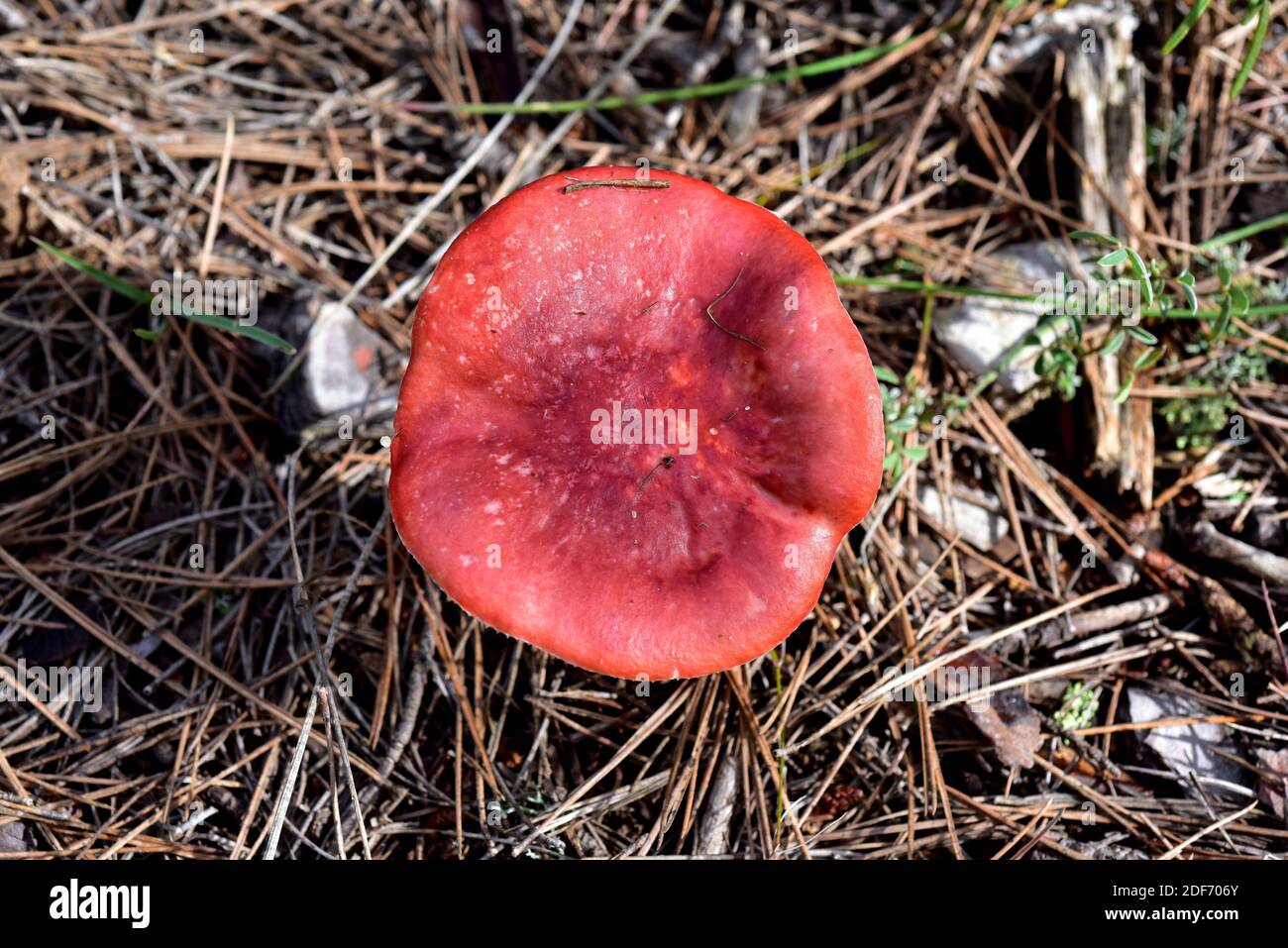 Emetic-Täubling oder Sickener (Russula emetica) ist ein giftiger Pilz, wenn er roh verzehrt wird. Dieses Foto wurde in der Nähe von La Llacuna, Provinz Barcelona, aufgenommen. Stockfoto