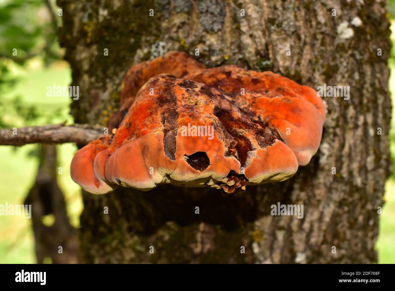 Cinnabar polypore (Pycnoporus cinnabarinus) ist ein saprophytischer Pilz, der auf einem Fraxinusbaum wächst. Dieses Foto wurde in Valle de Aran, Lleida aufgenommen Stockfoto