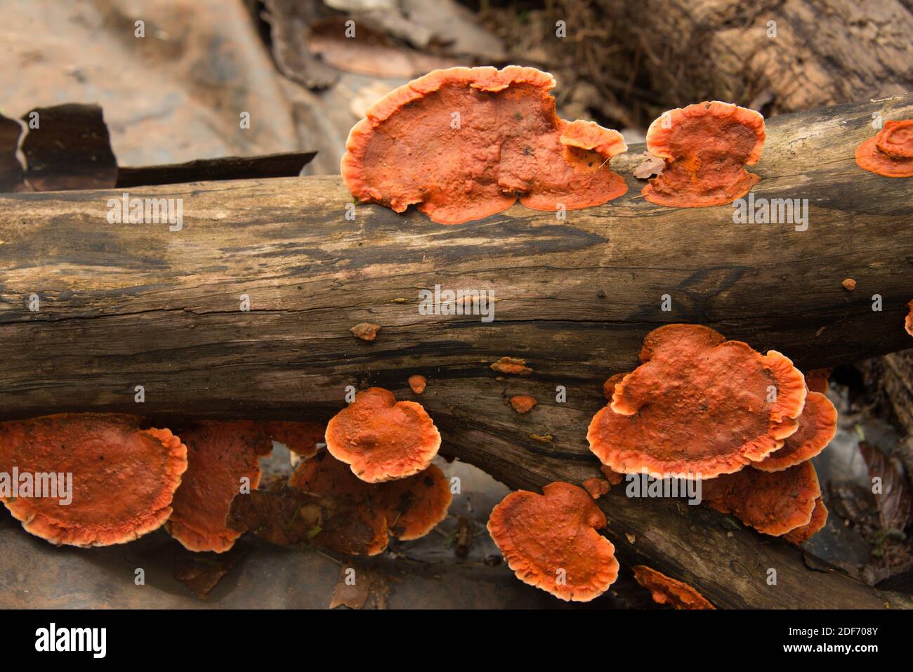 Cinnabar polypore (Pycnoporus sanguineus oder Polyporus sanguineus) ist ein heilender saprophytischer Pilz. Dieses Foto wurde in Iguazu, Argentinien, aufgenommen. Stockfoto