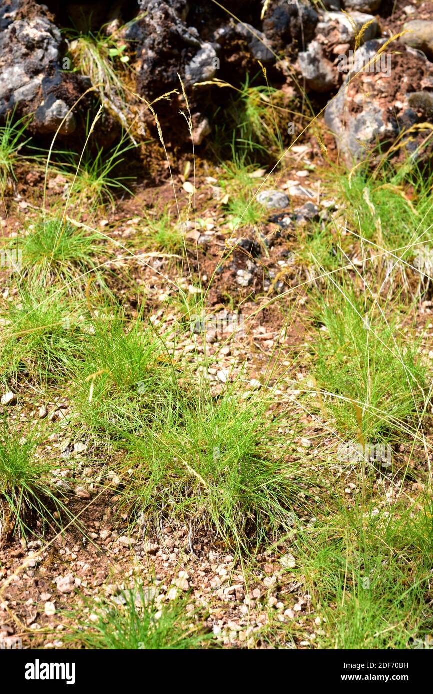 Agrostis schleicheri oder Agrostis alpina schleicheri ist eine Pflanze der Familie der Poaceae. Dieses Foto wurde in Sierra de Cazorla Natural Prak, Jaen aufgenommen Stockfoto
