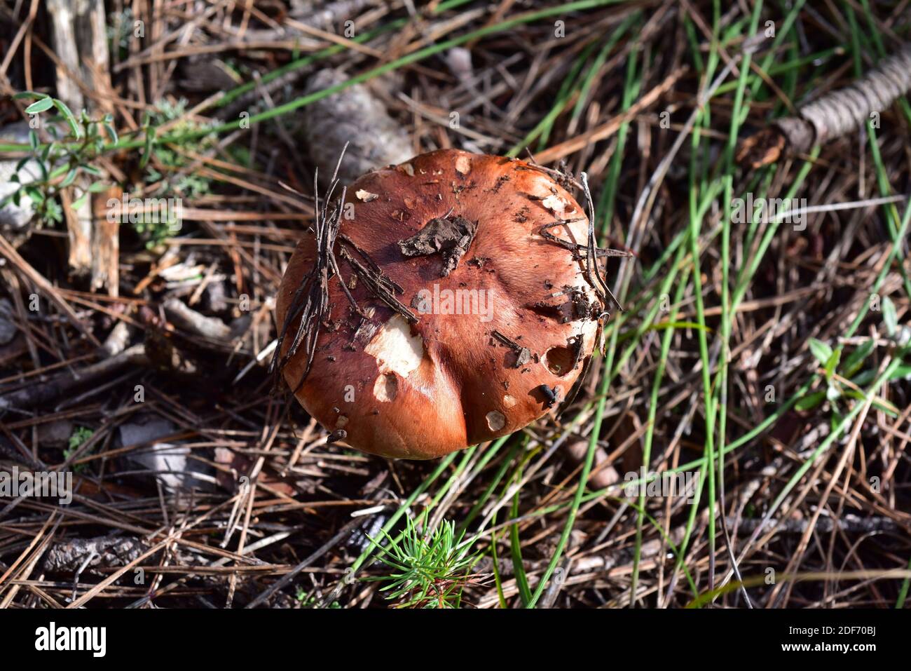 Tricholoma batschii oder Tricholoma fracticum ist ein ungenießbarer Pilz. Dieses Foto wurde in der Nähe von La Llacuna, Provinz Barcelona, Katalonien, Spanien aufgenommen. Stockfoto