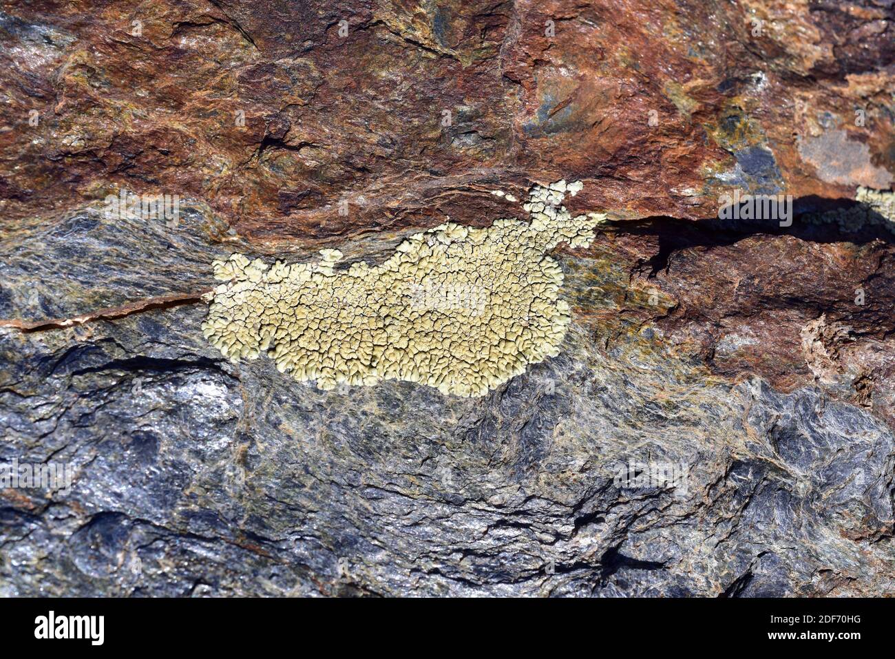 Goldpflasterflechte (Pleopsidium flavum oder Acarospora chlorophana) ist eine Krustenflechte, die auf kiesigen Felsen wächst. Dieses Foto wurde aufgenommen in Stockfoto