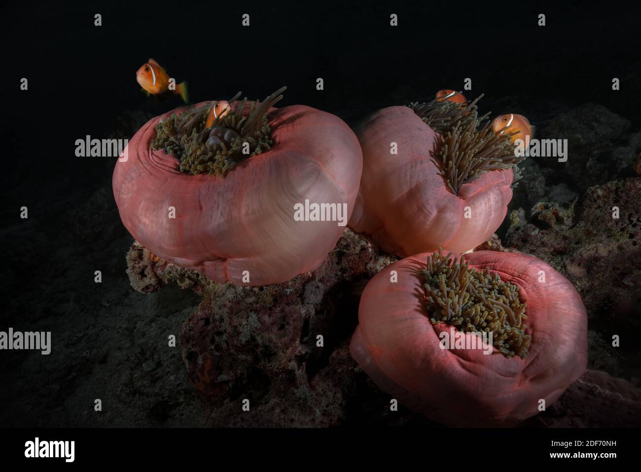 Anemone fischt symbiotische Mutualismen mit Seeanemonen. Wunderbare und wunderschöne Unterwasserwelt der Malediven. Stockfoto