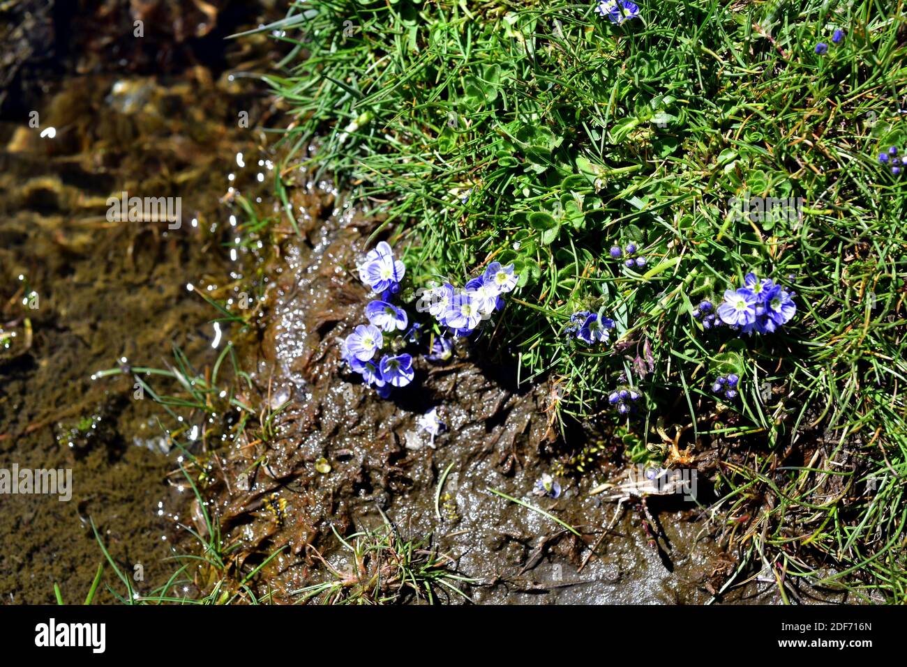 Veronica turbicola oder Veronica nevadensis ist eine mehrjährige Pflanze, die in der Sierra Nevada und der Sierra de Los Filabres endemisch ist. Wächst auf feuchten Wiesen (borreguiles) Stockfoto