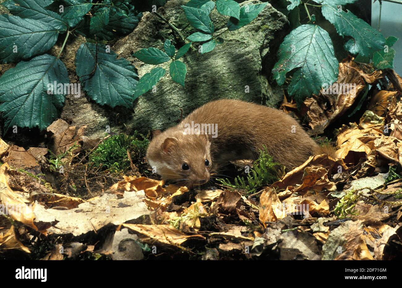 Wiesel, Mustela nivalis, Erwachsener in trockenen Blättern, Normandie Stockfoto