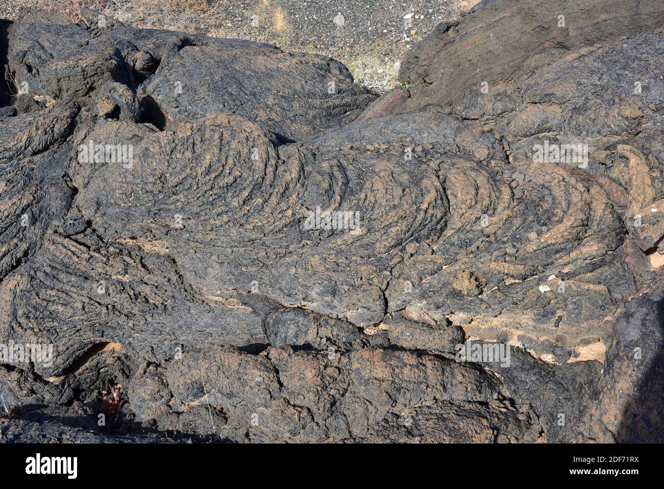 Pahoehoe oder Lavafluss in der Nähe von Tahiche, Lanzarote Island, Kanarische Inseln, Spanien. Stockfoto