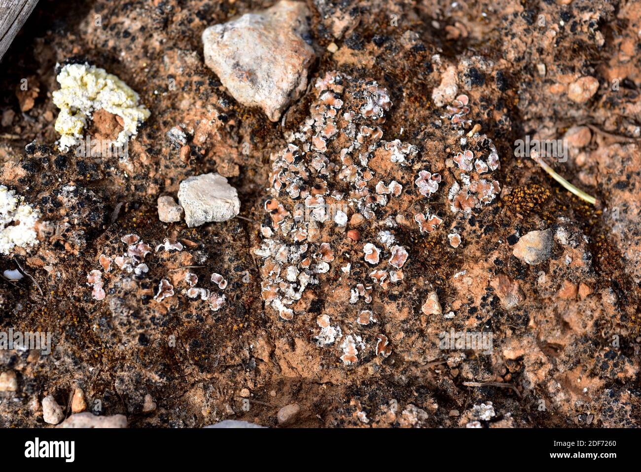 Psora decipiens -Fotos und -Bildmaterial in hoher Auflösung – Alamy