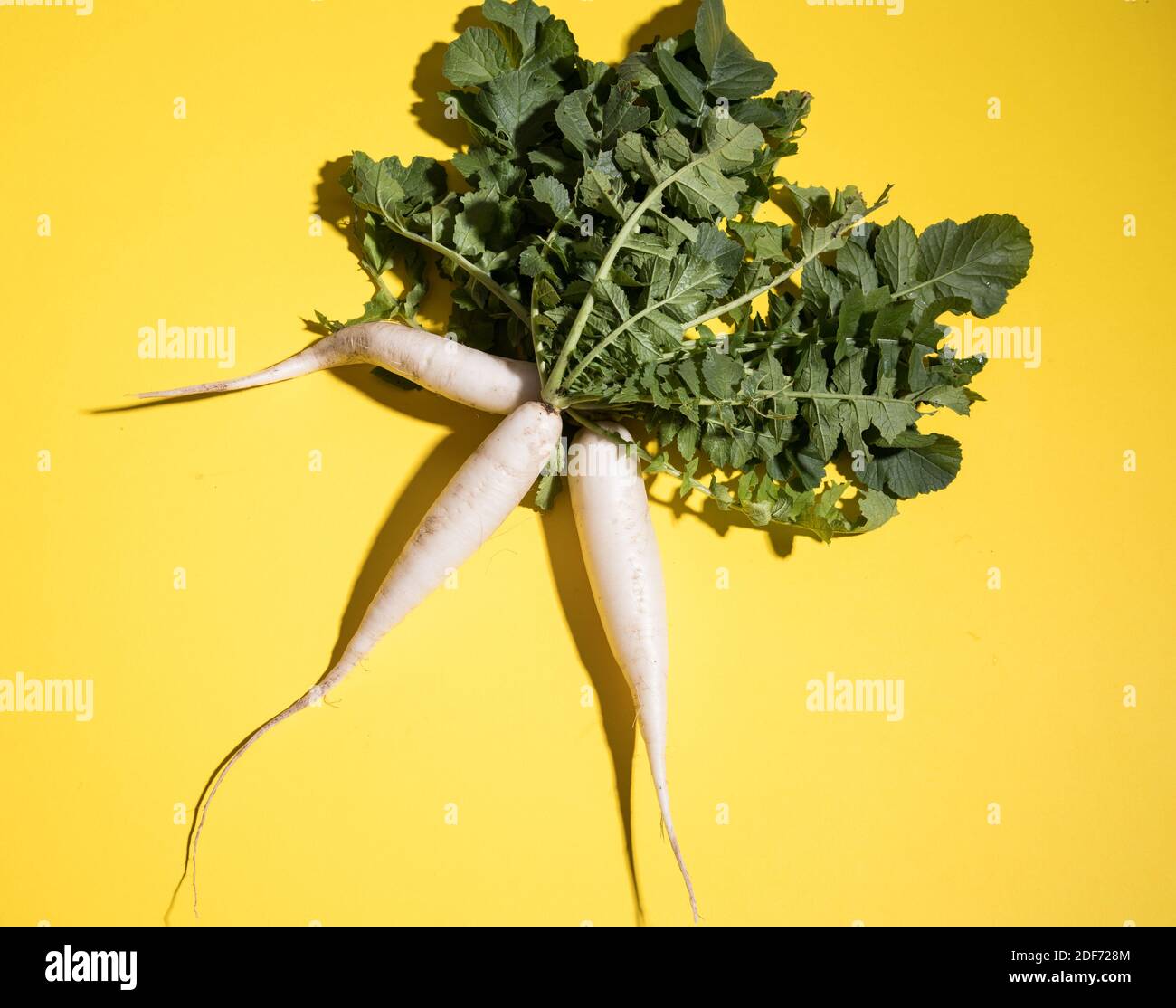 Drei daikon Rettich Wurzeln auf gelbem Hintergrund. Horizontale Ausrichtung Stockfoto