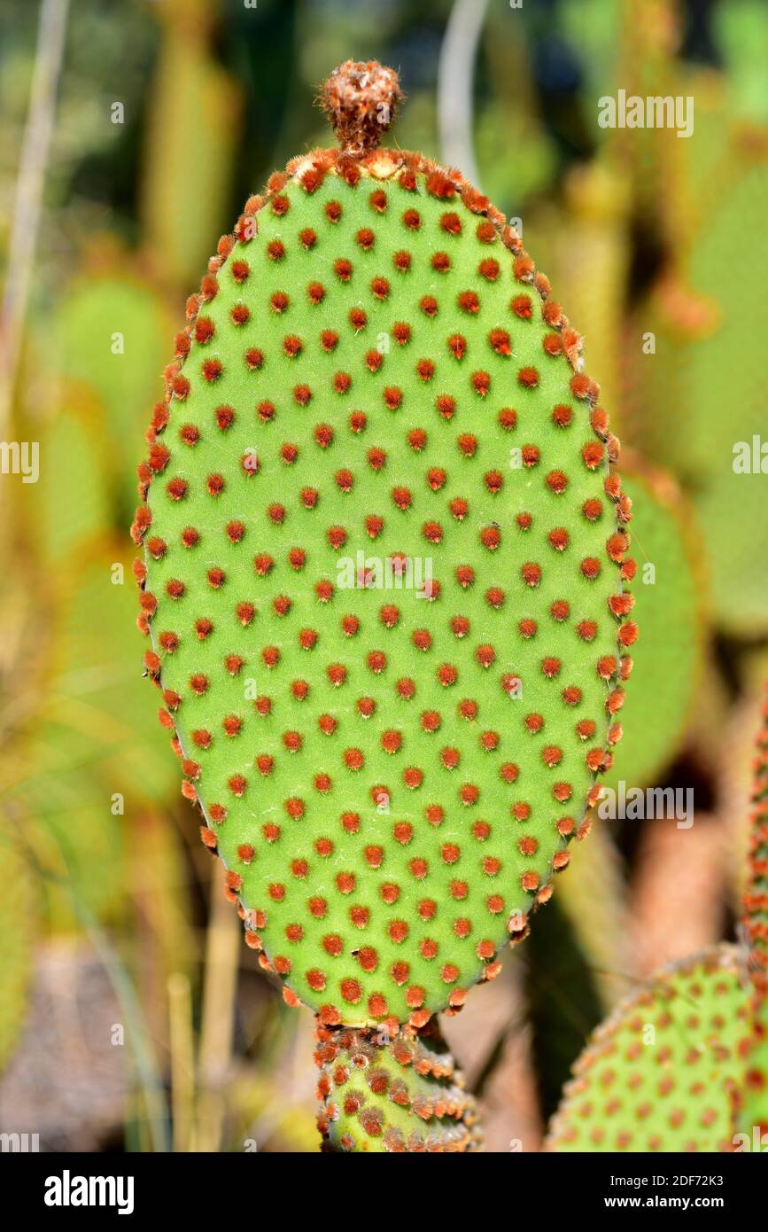 Engelsflügel oder Hasenohren (Opuntia microdasys) Ist eine stachelige Pflanze endemisch in Zentral- und Nordmexiko Und Texas, aber eingebürgert in Mittelmeer Stockfoto