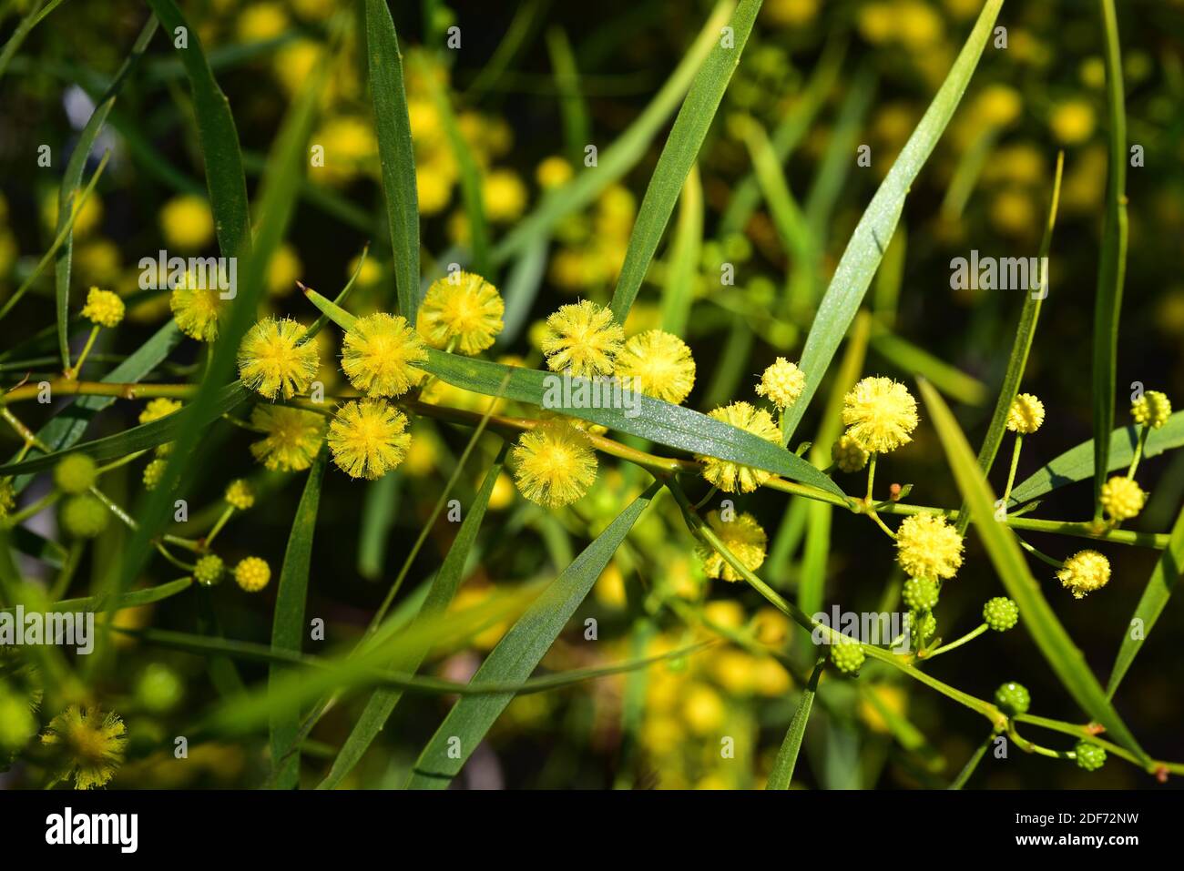 Sticky Wattle oder Hope Leaved Wattle (Acacia dodonaeifolia) ist ein Strauch aus Australien. Blumen und Blätter (Phylloden) Detail. Stockfoto