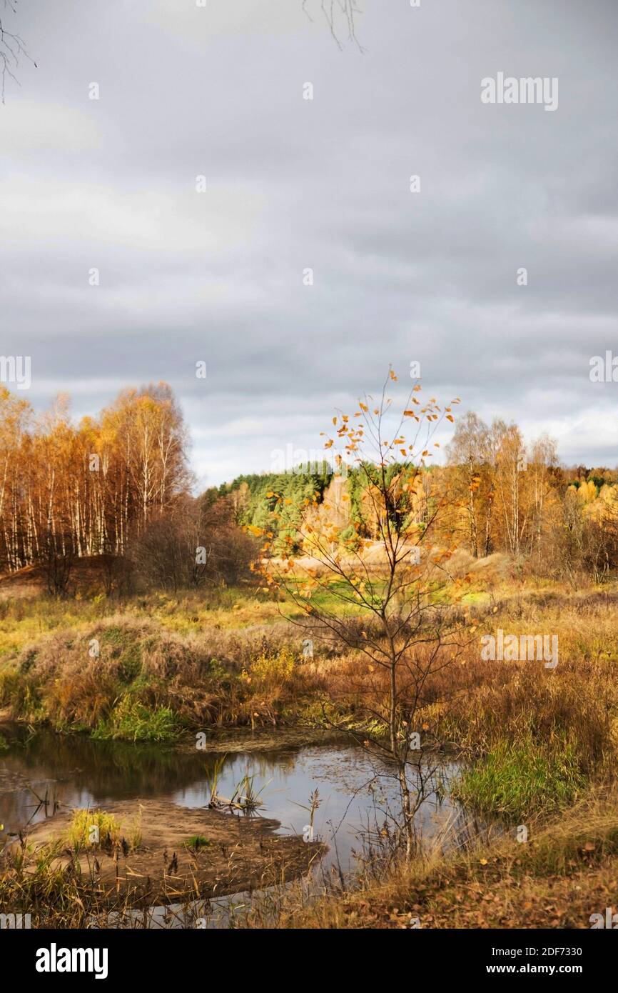Goldene Blätter auf den Bäumen, niedrige graue Wolken. Herbstlandschaft. Stockfoto