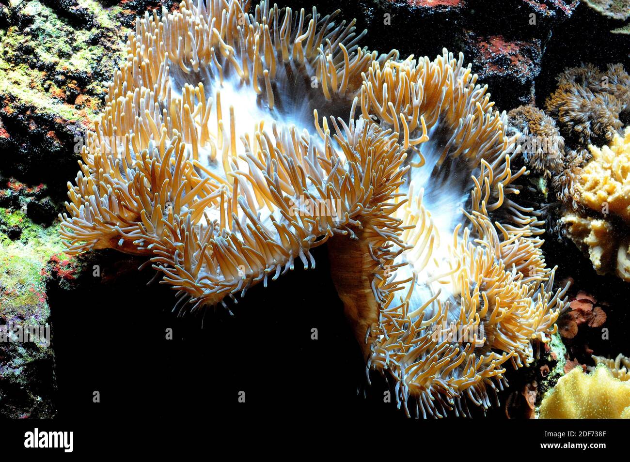 Elegance Coral (Catalaphyllia jardinei) ist eine steinerne Koralle. Stockfoto