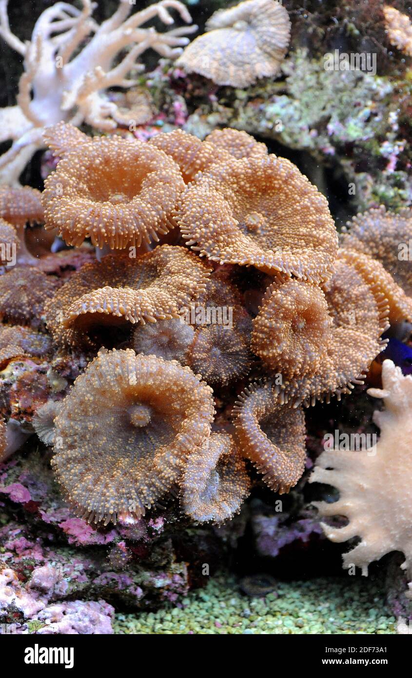 Scheibenanemon oder Pilzanemon (Discosoma sp. Oder Actinodiscus sp. ) Sind Weichkorallen, die von Individuen Polypen gebildet werden, die in Kolonien wachsen. Stockfoto