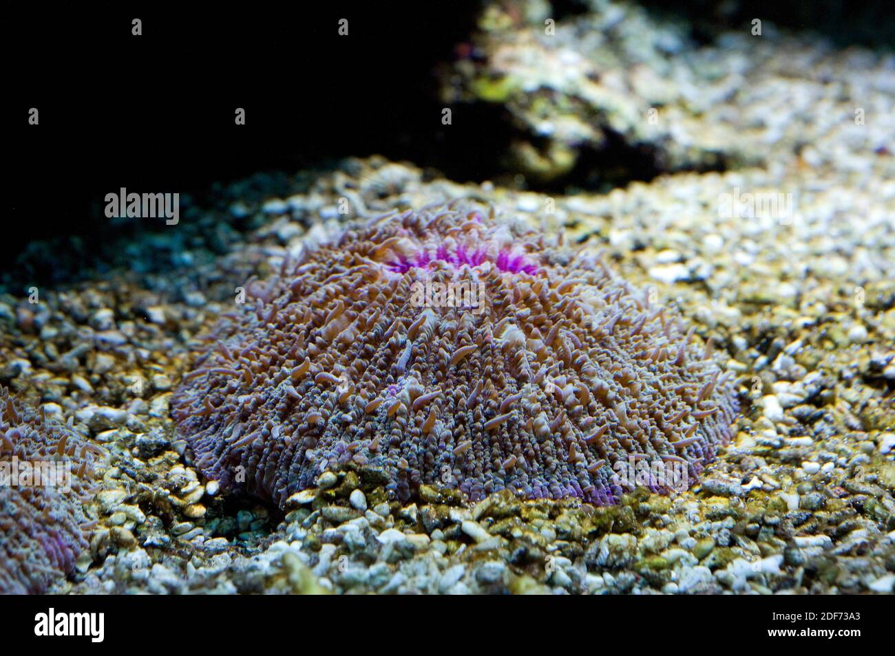 Korallenschale (Fungia Fungites) ist eine einsame Steinkoralle. Stockfoto
