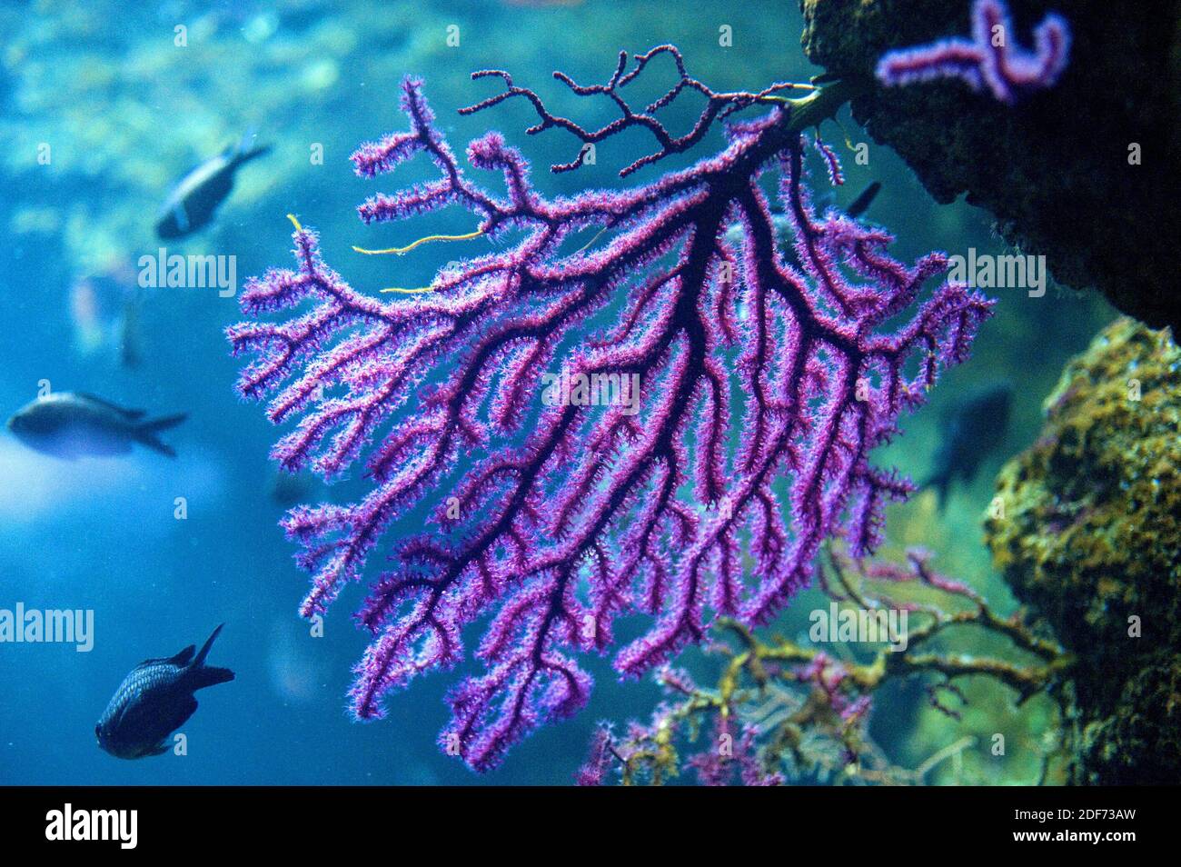 Violescent Sea-peitsche (Paramuricea clavata) ist eine verzweigte Weichkoralle. Stockfoto