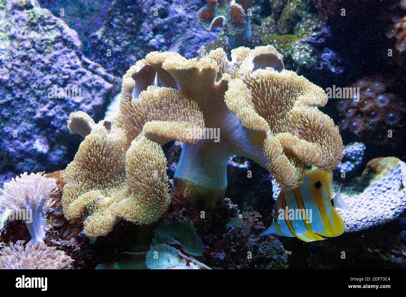Zehenhocker Lederkoralle oder Pilz Koralle (Sarcophyton sp. ). Stockfoto