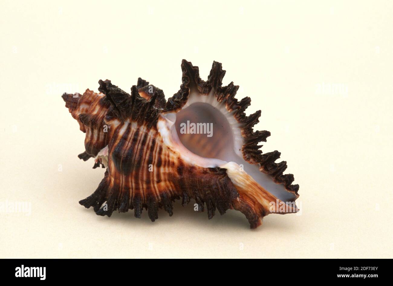 Steinschnecke (Murex brunens) ist eine fleischfressende Meeresschnecke. Schalendetail. Stockfoto