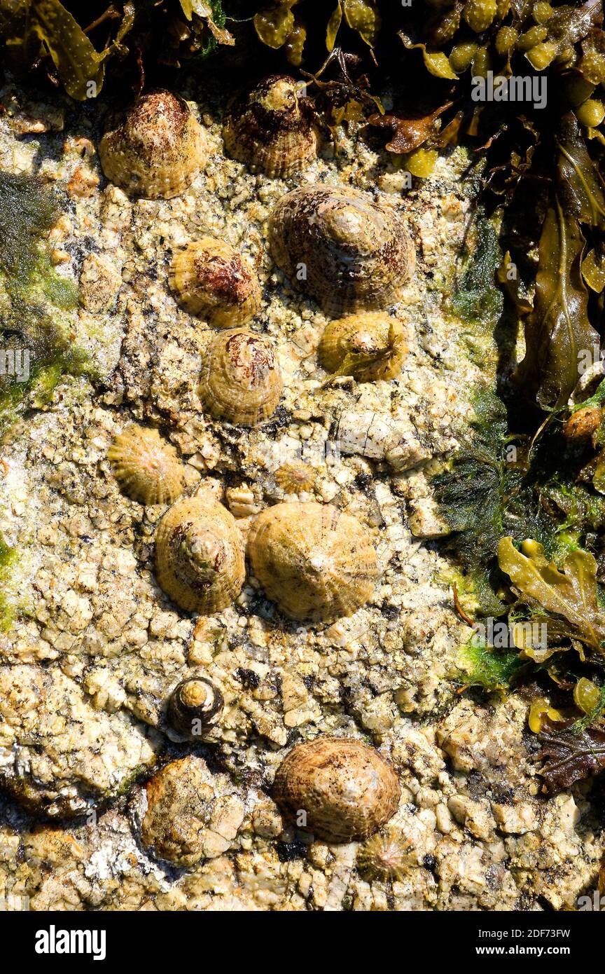 Gemeiner Weichtier (Patella vulgata) ist eine essbare Meeresmuschel. Dieses Foto wurde in der Bretagne, Frankreich, aufgenommen. Stockfoto