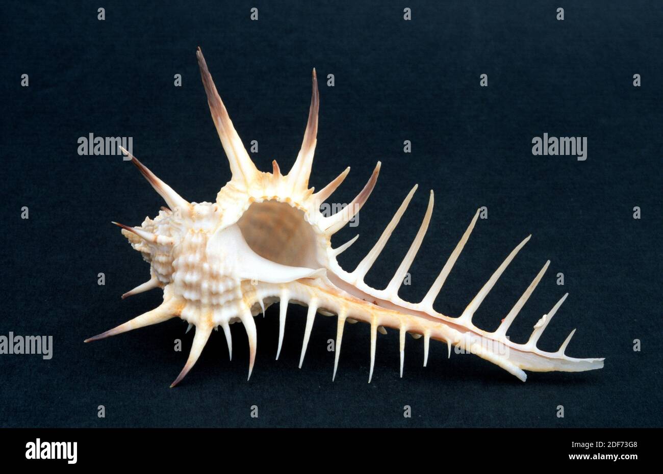 Steinschnecke (Murex nigrospinosus) ist eine fleischfressende Meeresschnecke. Schalendetail. Stockfoto