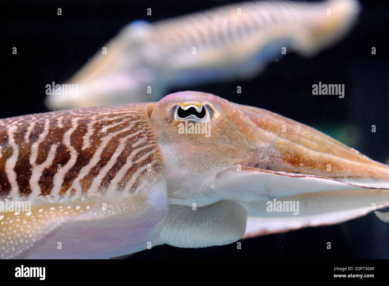 Gemeiner Tintenfisch (Sepia officinalis). Augendetail. Stockfoto