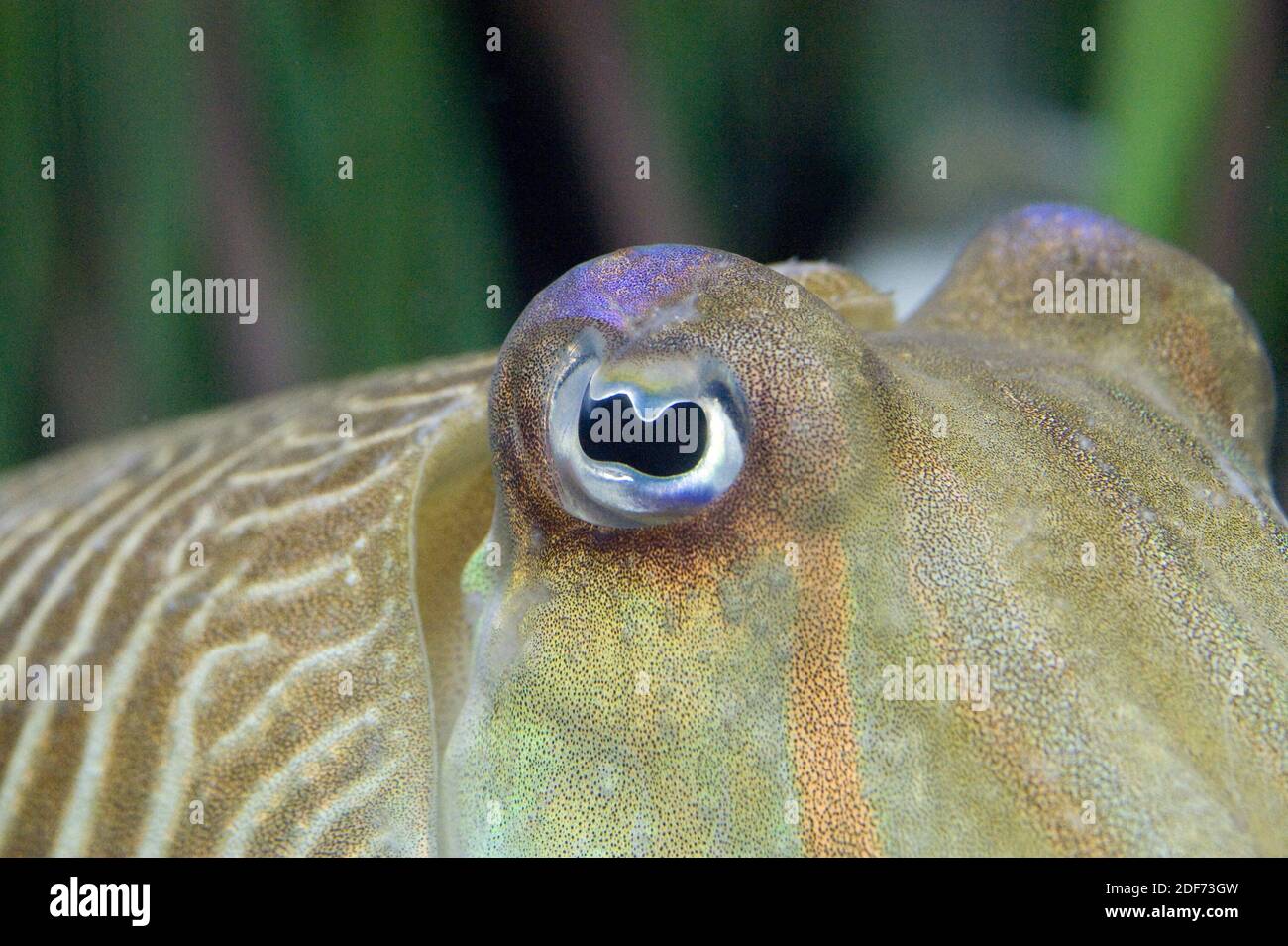 Gemeiner Tintenfisch (Sepia officinalis). Augendetail. Stockfoto