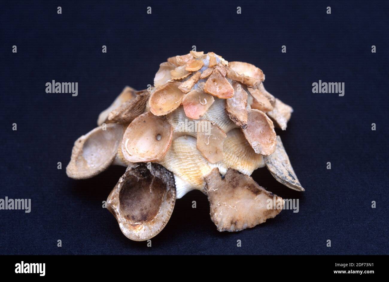Mediterrane Trägerschale (Xenophora crispa) ist eine Meeresschnecke, die andere Muscheln auf seinem Skelett fixiert. Stockfoto
