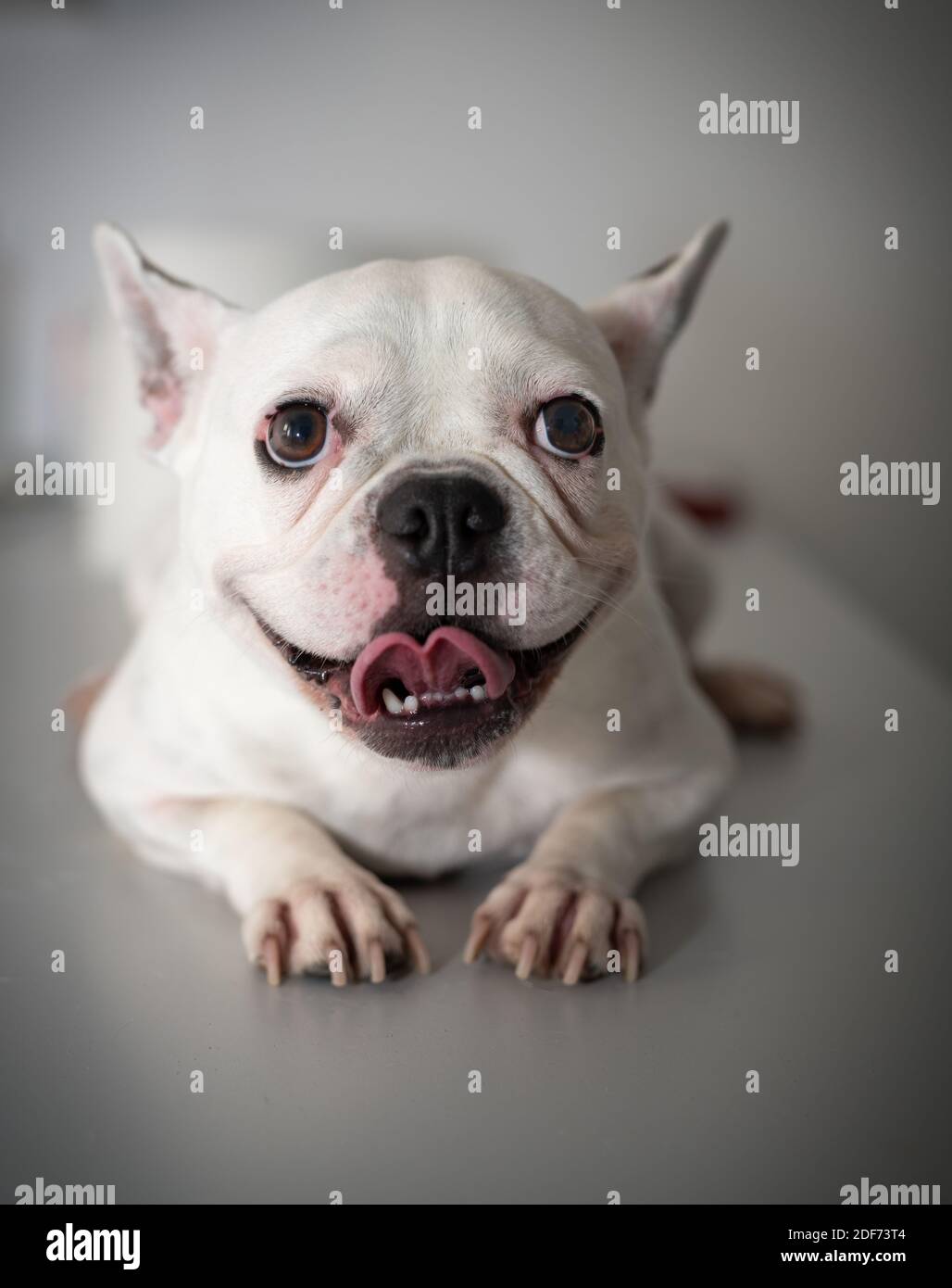 Französisch Bulldog Portrait isoliert auf weißem Hintergrund Stockfoto