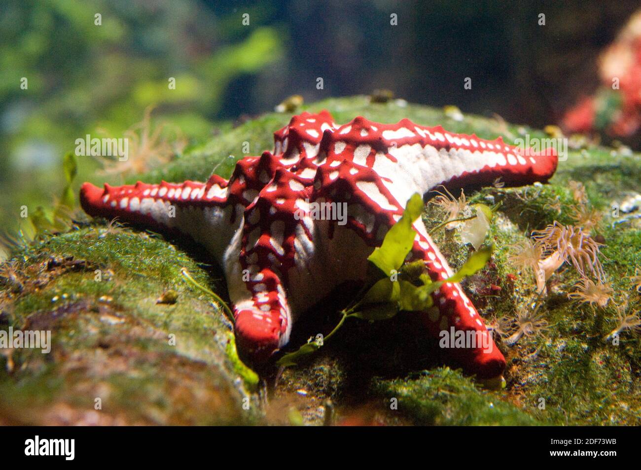 Red Knob Sea Star (Protoreaster linckii) ist ein fleischfressiger Seesterne, der im Indo-Pazifik beheimatet ist. Stockfoto