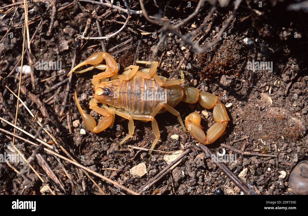 Der gelbe Skorpion (Buthus occitanus) ist ein giftiger Archnid, der in Europa, Nordafrika und dem Nahen Osten beheimatet ist. Stockfoto