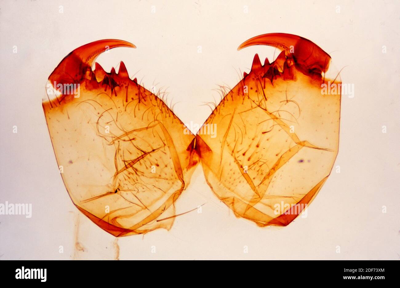 Chelicerae von Araneus, einer Spinne. Photomikrograph. Stockfoto