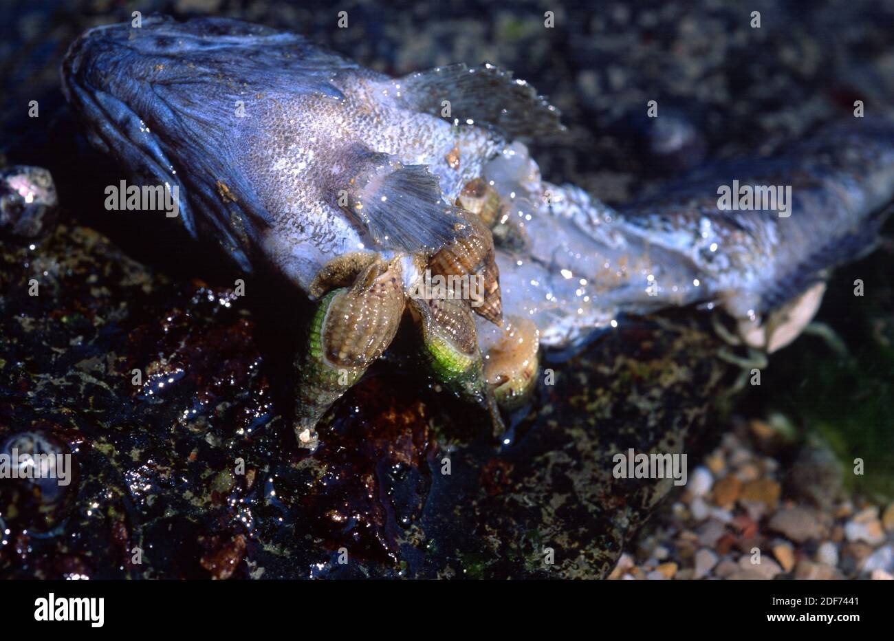 Dicklippendrüssler (Hinia incrassata oder Tritia incrassata) ist eine fleischfressende Meeresschnecke. Dieses Foto wurde in Saint Jean de Luz, Frankreich aufgenommen. Stockfoto