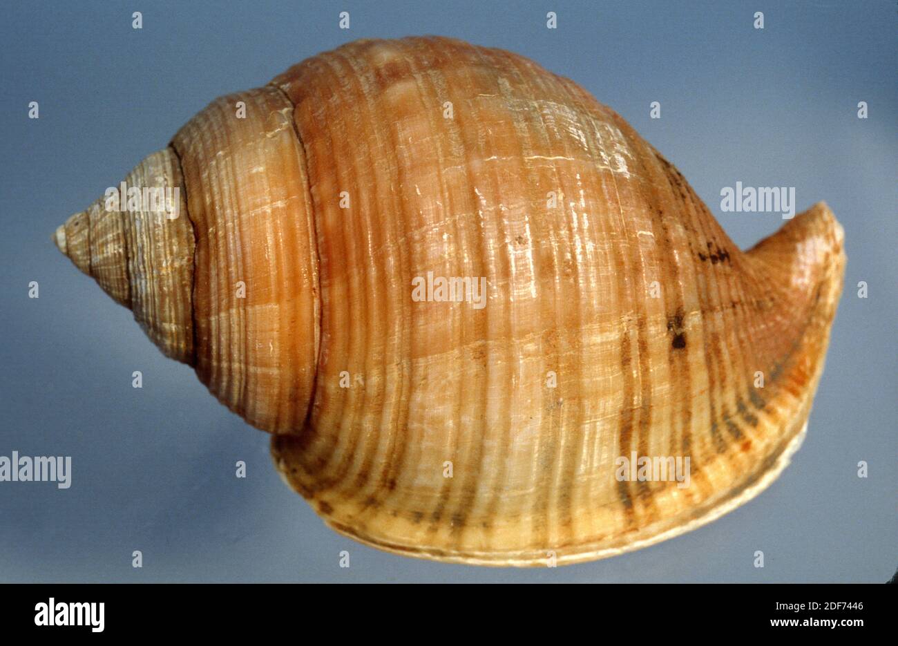 Galeodea keyteri ist eine Meeresschnecke. Stockfoto