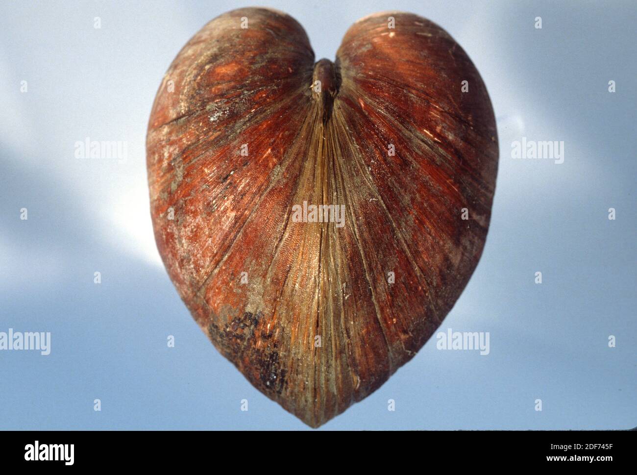 Glossus Stockfotos Und Bilder Kaufen Alamy