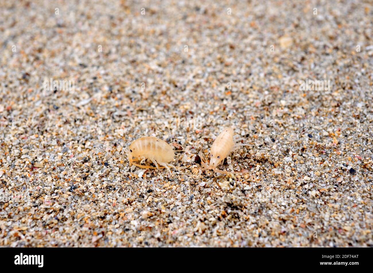 Sandtrichter (Talitrus saltator) ist ein mariner Krustentier, der im