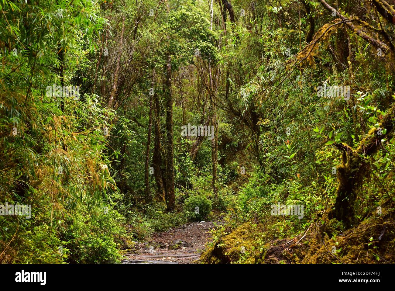 Alerce Chile Fotos Und Bildmaterial In Hoher Aufl sung Alamy alerce-chile-fotos-und-bildmaterial-in-hoher-aufl-sung-alamy