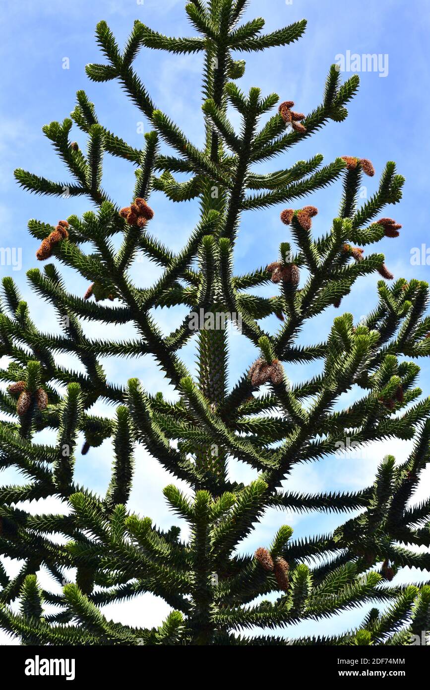Pehuen, Affe Puzzle Baum oder chilenische Kiefer (Araucaria araucana) ist ein immergrüner Baum endemisch in den Anden in Zentral-Süd-Chile und westlichen Stockfoto