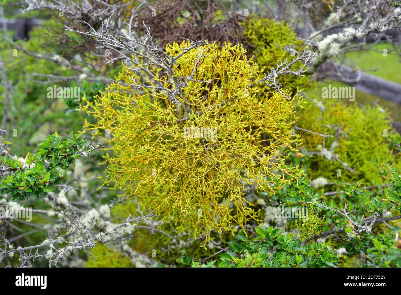 Misodendrum Misodendrum Punctulatum Stockfotos und bilder Kaufen Alamy