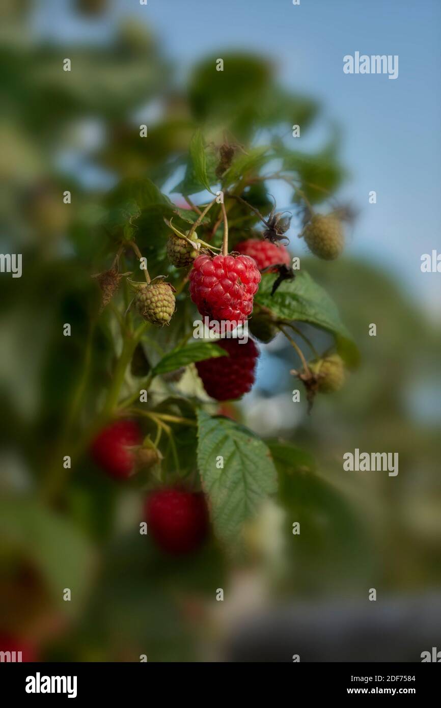 Himbeere (Erika) Stöcke und Früchte gegen grünes Blatt im September Sonnenschein, natürliche Fruchtpflanzen Porträt Stockfoto