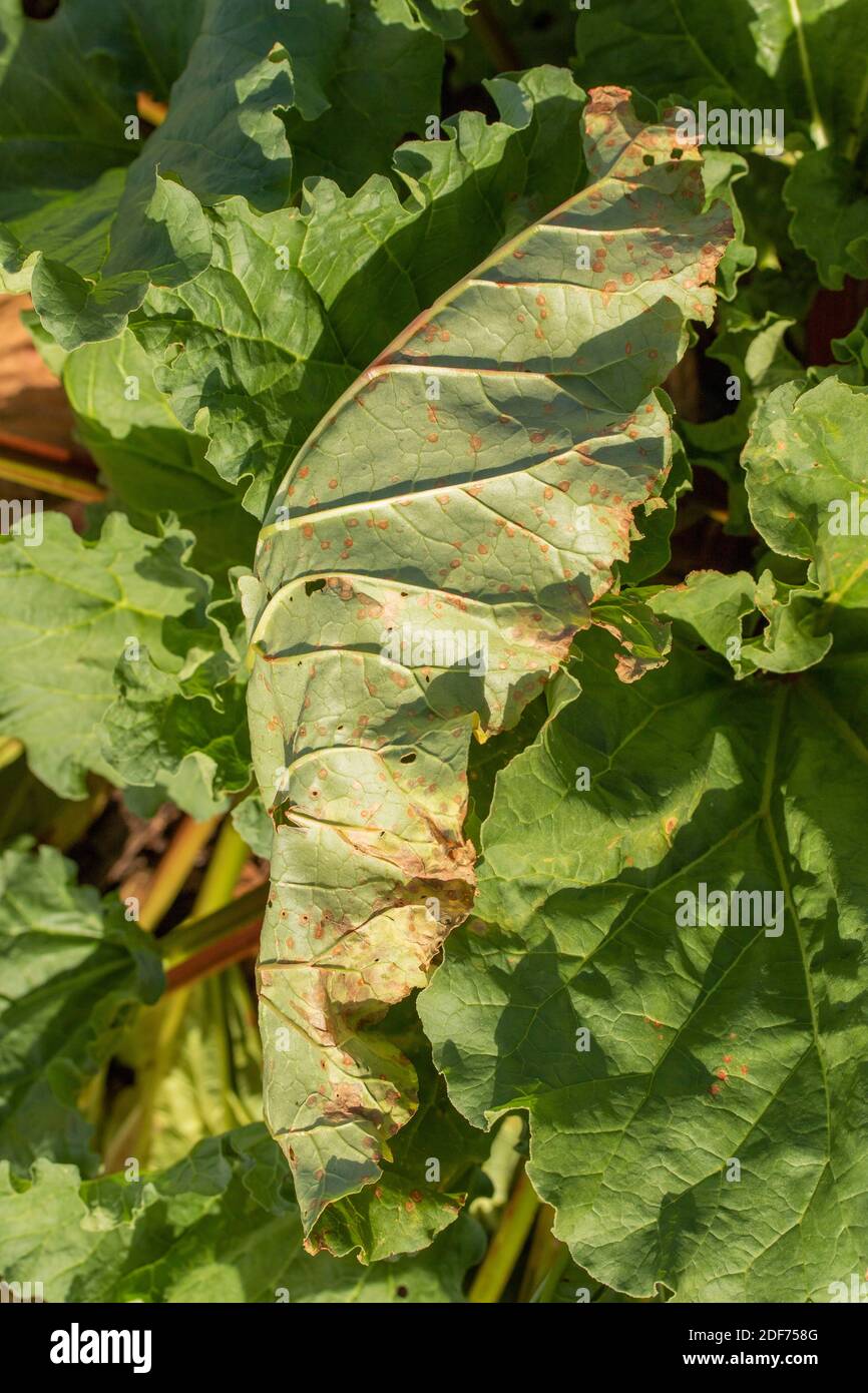 Rheum × hybridum ‘holt Evergreen’ Blätter in Nahaufnahme, natürliches Pflanzenportrait Stockfoto