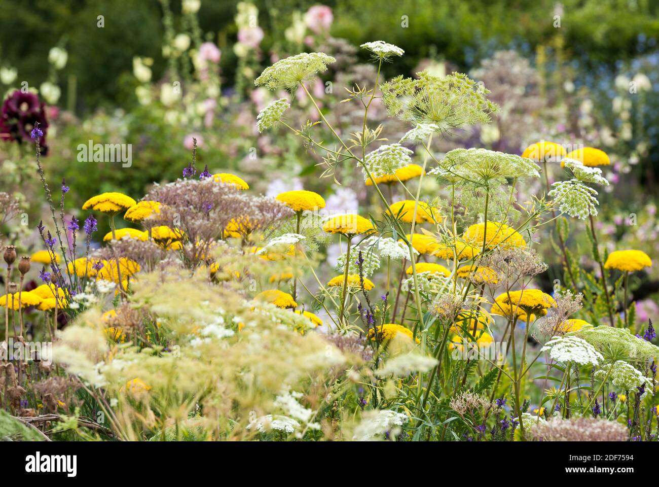 Masse der gelben und weißen achillea in einem Hüttengarten Einstellung Stockfoto