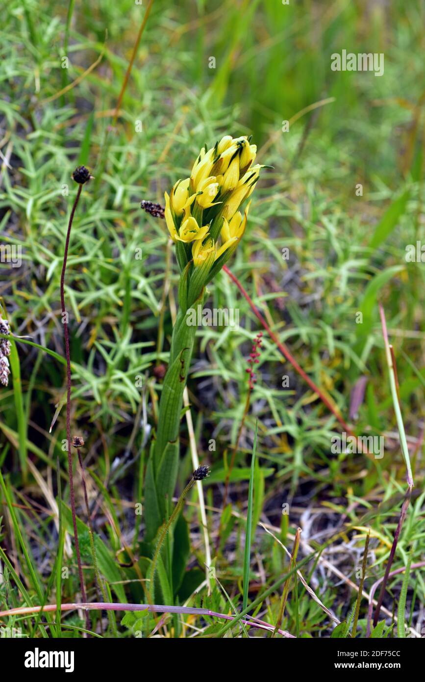 Gavilea supralabellata ist eine mehrjährige Pflanze, die in Patagonien