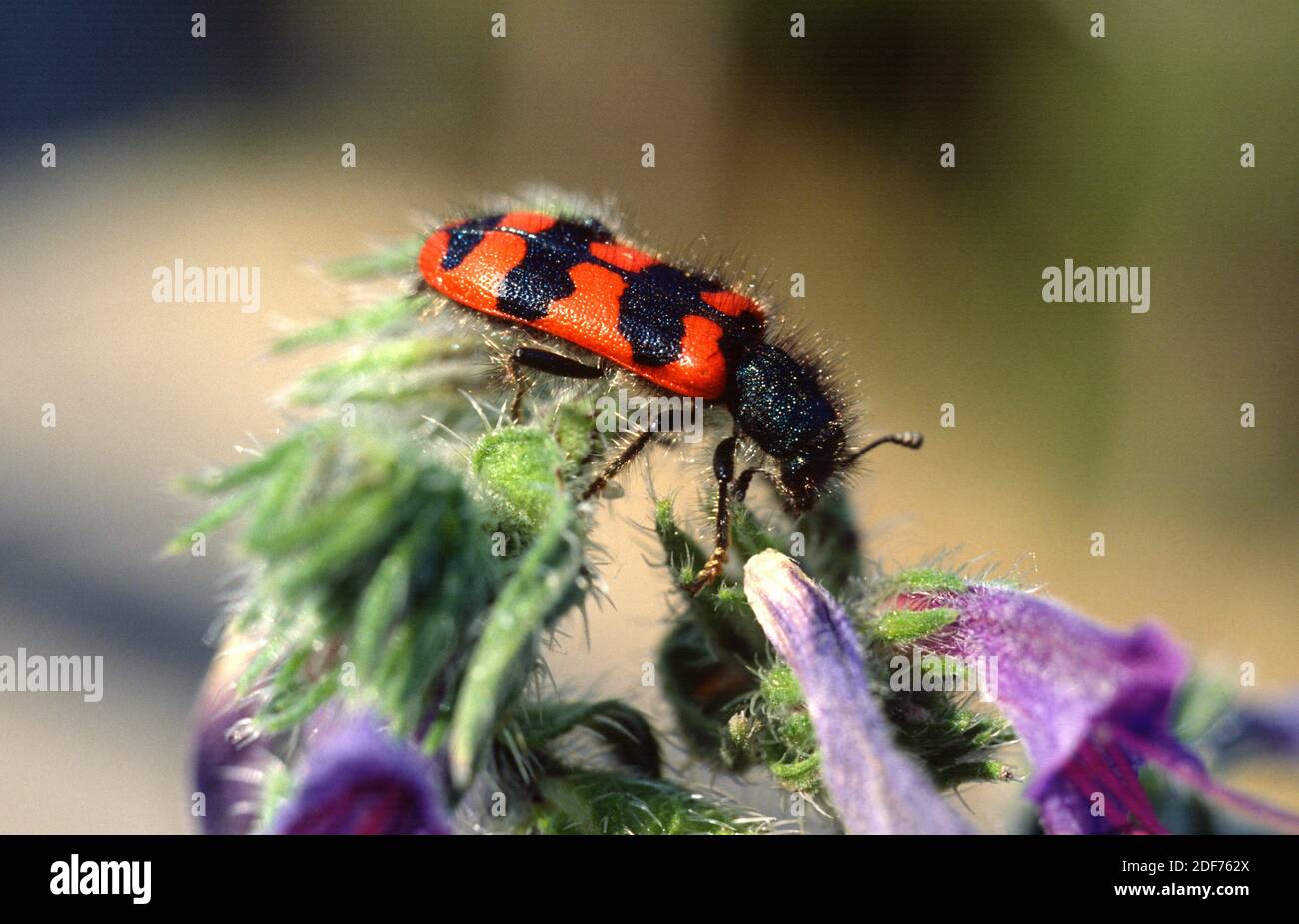 Trichodes apiarius ist ein Käfer, der in Europa und Nordafrika beheimatet ist. Stockfoto