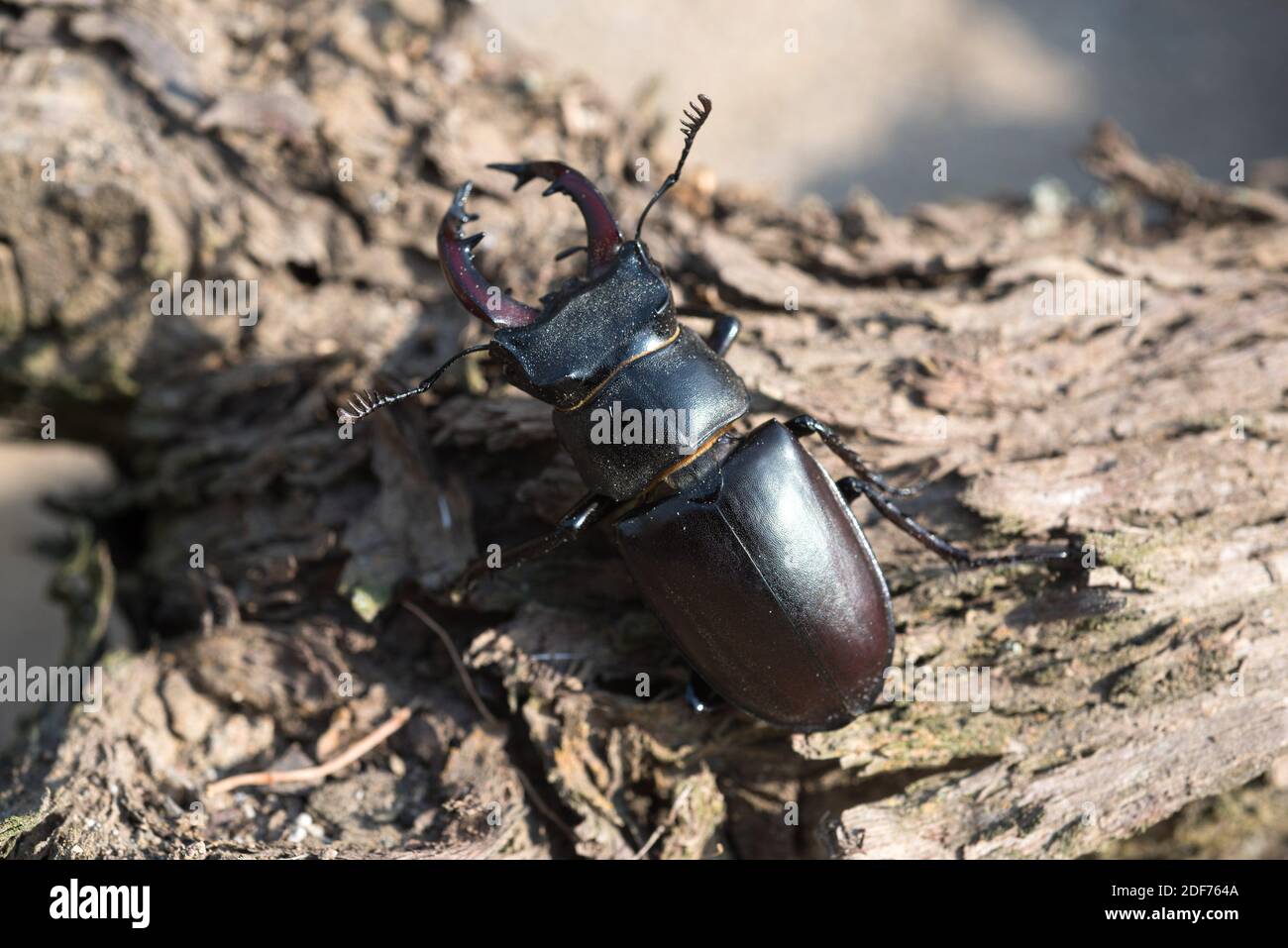 Hirschkäfer (Lucanus cervius) ist ein in Europa heimischer Käfer. Männlich. Stockfoto